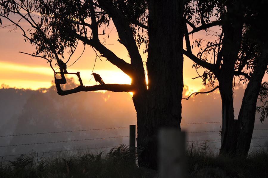 Tallawarra Homestead Tonimbuc Esterno foto