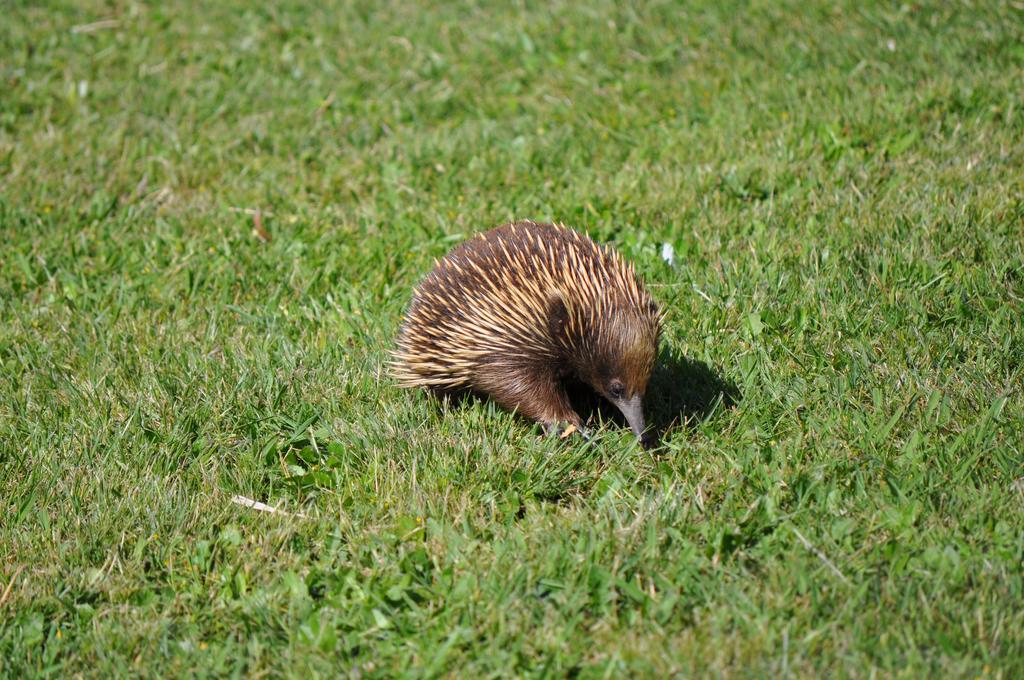 Tallawarra Homestead Tonimbuc Esterno foto